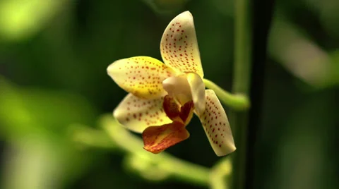 Timelapse of a white orchid Stock Footage 35717601