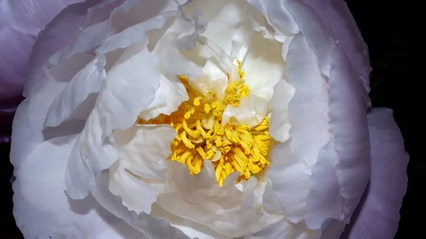 Timelapse of white peony Close up. Vidéo 109301875