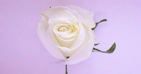 Timelapse of a white rose flower, close up. 4K resolution. Stock Footage 130946529