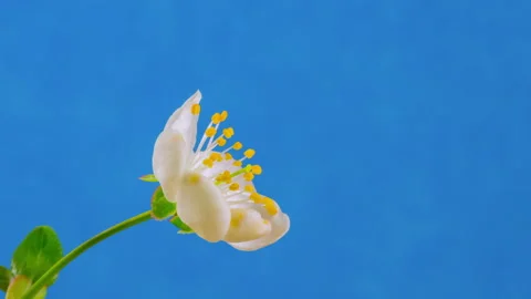 Timelapse: white spring blossom opening against blue background - close up Stock Footage 341302619