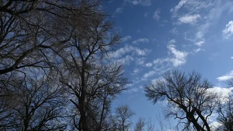 Timelapse of white summer clouds moving behind trees that have no leaves Stock Footage 335549994