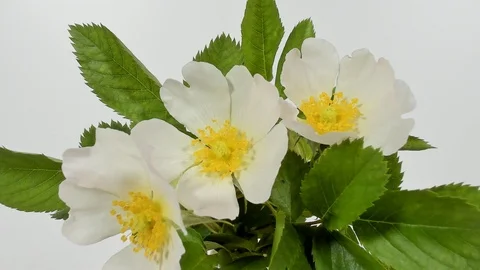 Timelapse on White Wild Rose flowers. Close up. Rambler Rosa Multiflora bush Stock Footage 89901322