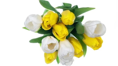 Timelapse of white yellow tulip flowers blooming on white background. Holiday Stock Footage 252246736