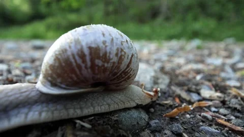 Timelapse wide angle shot snail crawling on a gravel road out of frame Video stock 189245787