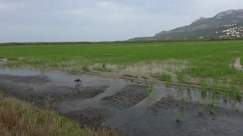 Timelapse of wild birds foraging in the flooded paddy fields of Pego-Oliva m Stock Footage 339747946