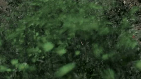 Timelapse wild flowers 스톡 동영상 11558559