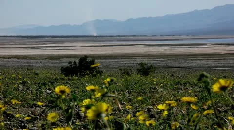 Timelapse wild flowers 스톡 동영상 11587578