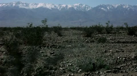 Timelapse wild flowers 스톡 동영상 11587665