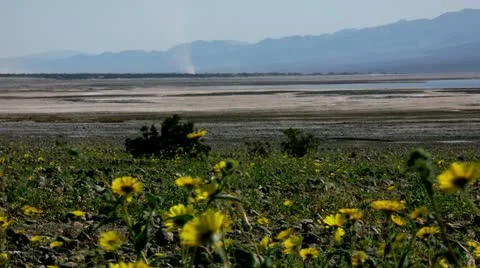 Timelapse wild flowers Video stock 11606724