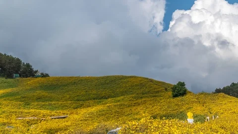 Timelapse of Wild Sunflower Fields on Sunny Day Stock Footage 99080088