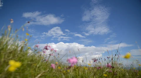Timelapse - wildflowers on outer hebrides Stock Footage 30174978