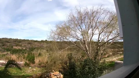 Timelapse of a willow tree and sky Stock Footage 345055680