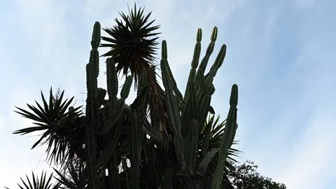 Timelapse of wind hitting cactus under the sky Vídeo Stock 151922578