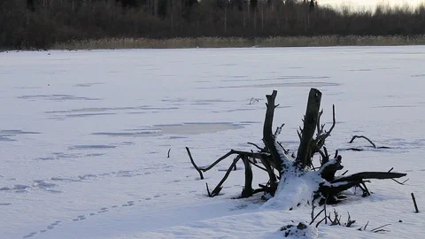 Timelapse. winter landscape the surface of the lake frozen in the snow old dry t Stock Footage 95805347