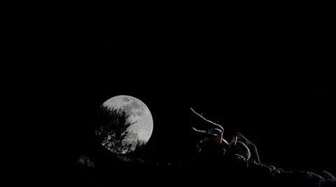 Timelapse of wolf spider with full moon Stock Footage 38253030