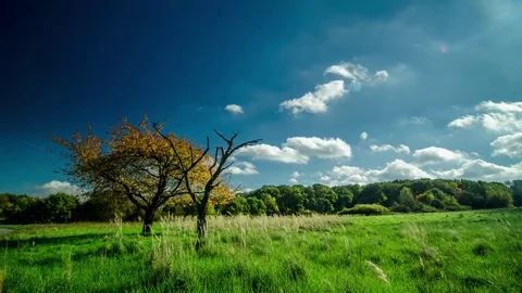 Timelapse Wood Forrest Tree Gras Steppe Clouds Stock Footage 83701172