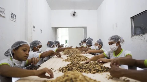 Timelapse of workers separating raw brazil nuts at amazon brazil organic food Stock Footage 126046707