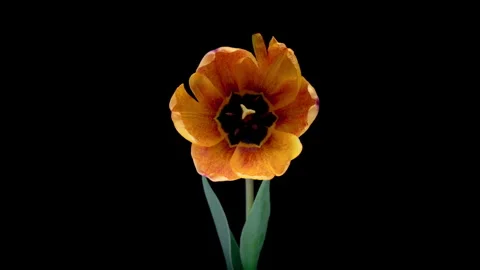 Timelapse of yellow and red tulip flower blooming on black background Stock Footage 307782953