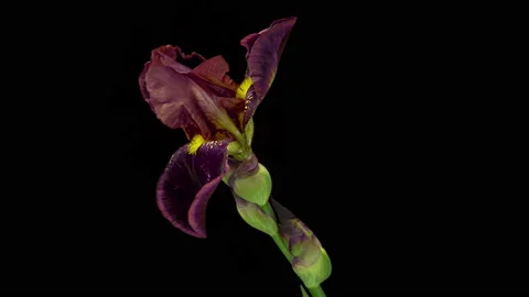 Timelapse of yellow brown iris flower opening, close up. Easter, spring Stock Footage 170592608