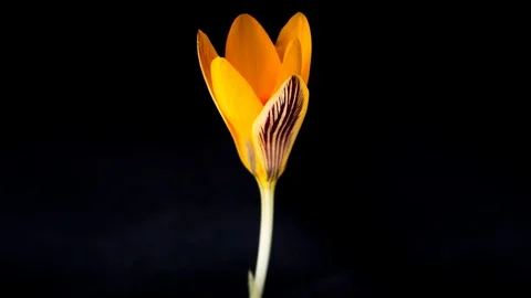 Timelapse of yellow crocus flower blooming on black background Stock Footage 86790050