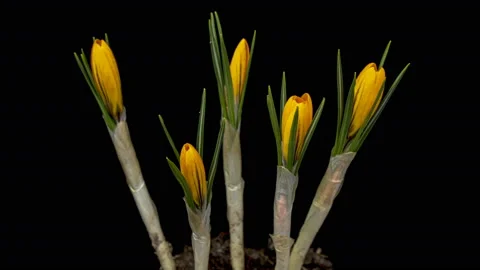 Timelapse of Yellow Crocus Flower Blooming on Black Background. 4K. Stock Footage 131553034