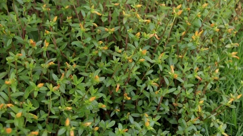 TimeLapse Yellow flowers opening Video stock 90736114