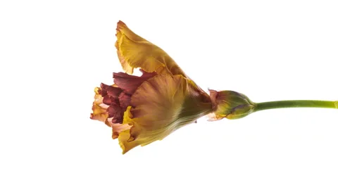 Timelapse yellow iris flower opening close up. Easter, spring, holiday concept. Stock Footage 155792080