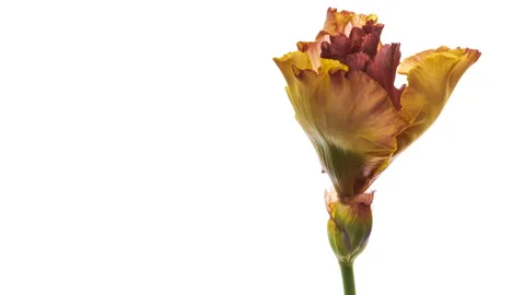 Timelapse of yellow iris flower opening. close up. Easter, spring, holiday Video stock 156451772