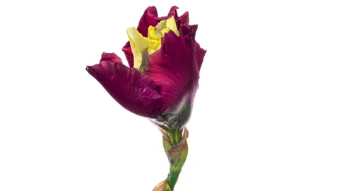 Timelapse of yellow red iris flower opening. close up. Stock Footage 239357651