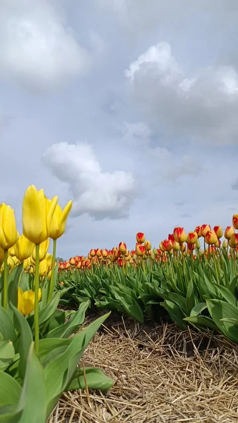 Timelapse yellow red  tulips in the field and clouds in the blue sky Stock Footage 240727420