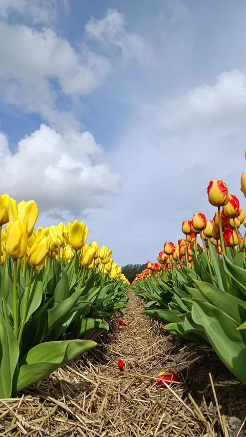 Timelapse yellow red  tulips in the field and clouds in the blue sky Stock Footage 240727431