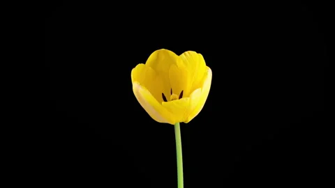 Timelapse of Yellow Tulip Flower Opening 스톡 동영상 343404149