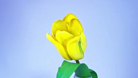 Timelapse of a yellow tulip moving its petals. Stock Footage 235947156