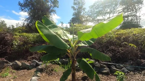 Timelapse of Young Banana Tree Stock Footage 228708332