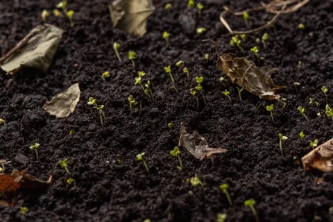 Timelapse of young grass seedlings sprouting and growing from dark fertile... Stock Footage 340199380