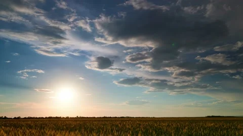 Timelapse of a young wheat field, barley, rye. Young green wheat sprouts Stock Footage 155620800