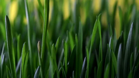 Timelapse of young wheat sprouts for wheatgrass production Vidéo 145737565