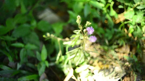 Timelapse zoom in of Sensitive plant blooming Video stock 38686153