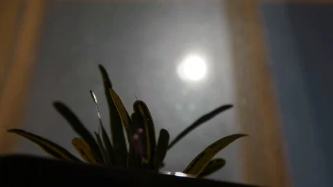Timelapse_Moon_and_ficus 스톡 동영상 105546702