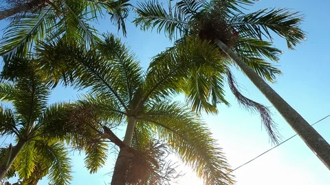 Timelapse,Coconut Palm Trees with clouds on a summer day. Stock Footage 118131400