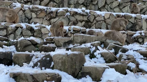 Timelapsed group Japanese macaques eating and sitting in cold snow with ice-Dan Stock Footage 144538944