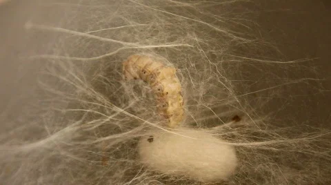 Timelapsed Silk Worm Enclosing Itself in a Cocoon Stock Footage 458210
