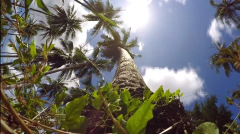  Timelapse.Palm Trees and Clouds. Video stock 48598014