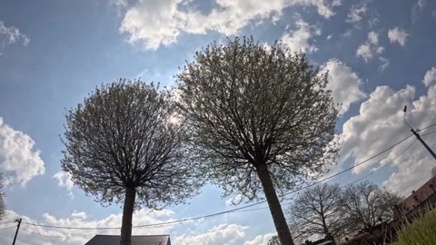 Timelapses of two trees in daylight. Stock Footage 242861046