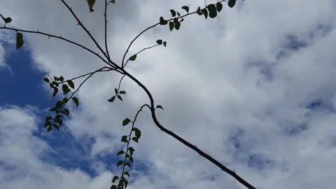 Timelaspe Monsoon Clouds during Monsoon season in Asia Stock Footage 155917312