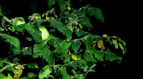 Timelaspe of Tomatoes Growing Stock Footage 65036907