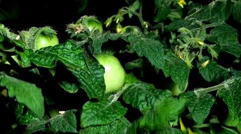 Timelaspe of Tomatoes Growing Stock Footage 65037357