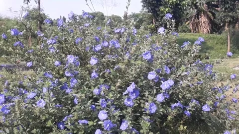 Timeleaps flower wild Stock Footage 207908630