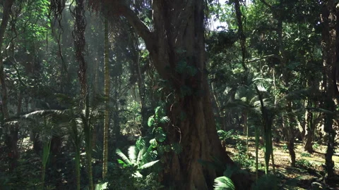 Timeless ancient tree with textured bark and lush moss surroundings Stock Footage 341826447