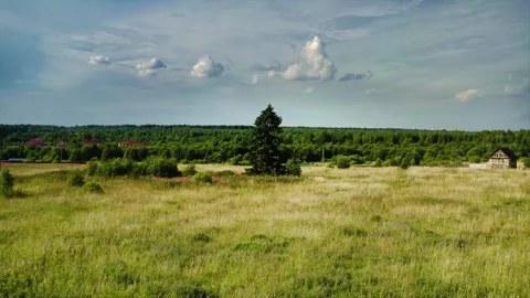 Timeless Solitude, Lone Pine Tree Standing Vigil Over Expansive Field. Aerial Video stock 257775815